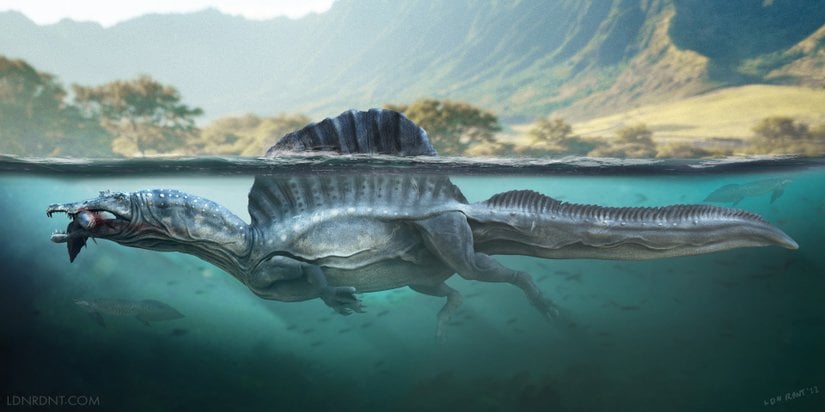 Spinosaurus’un yüzüşü.