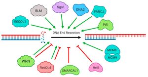 New Insights On RECQ4-MUS81 Interaction Reveal Impacts On Telomere Stability