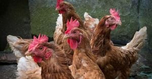 Spain Requires Registration Of Chickens For Self-Consumption