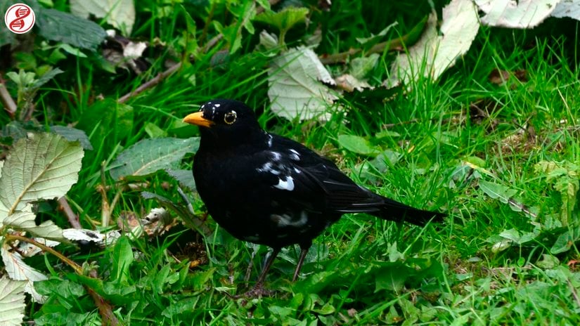Parsiyel pigmentasyon kaybına bağlı görülen lökistik varyasyon, İngiltere.