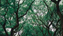 DOĞANIN İYİLEŞTİRİCİ GÜCÜ