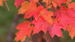 Unusual Animal Behavior And Early Autumn Foliage Transform Communities