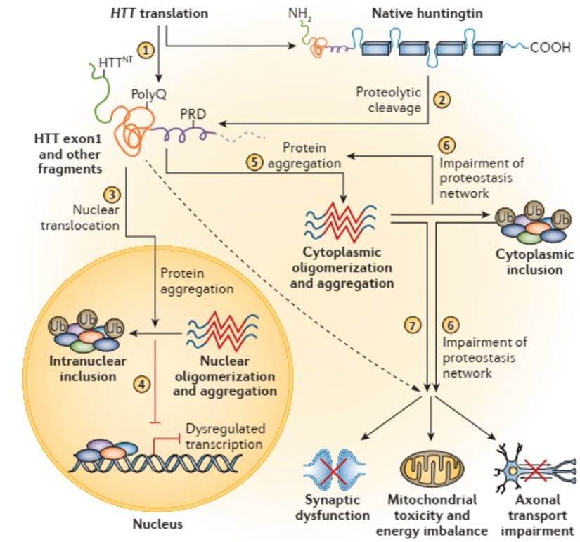 Huntington hastalığında patojenetik hücresel mekanizmalar: (1) HTT, tam uzunlukta Huntingtin proteini ve aynı zamanda bir amino-terminal HTT ekson1 fragmenti (anormal eklemenin sonucu) üretmek için çevrilir. Bu proteinlerdeki poliglutamin (polyQ) yolunun uzunluğu, somatik instabilitenin boyutuna bağlıdır. (2) Tam uzunluktaki doğal huntingtin, ilave protein fragmentleri oluşturmak için proteoliz yoluyla bölünür. (3) Protein parçaları çekirdeğe girer. (4) Fragmentler çekirdekte kendi kendine birleşme, oligomerizasyon ve agregasyon yoluyla tutulur - bu, inklüzyonların oluşumuna, diğer proteinlerin sekestrasyonu ve diğer eksik tanımlanmış mekanizmalar yoluyla transkripsiyonel düzensizliğe neden olan bir süreçtir. (5) Huntingtin parçaları, sitoplazmada oligomerleşir ve toplanır. (6) Huntingtin agregasyonu, proteostaz ağının hastalığa bağlı olarak bozulmasıyla şiddetlenir ve bu da toplu hücresel bozukluklara yol açar. (7) Huntingtin'in anormal formları, sinaptik disfonksiyon, mitokondriyal toksisite ve azalmış aksonal taşıma oranı dahil olmak üzere ek küresel hücresel bozukluklara neden olur. PRD, prolin açısından zengin alan; Ub, ubikitin.