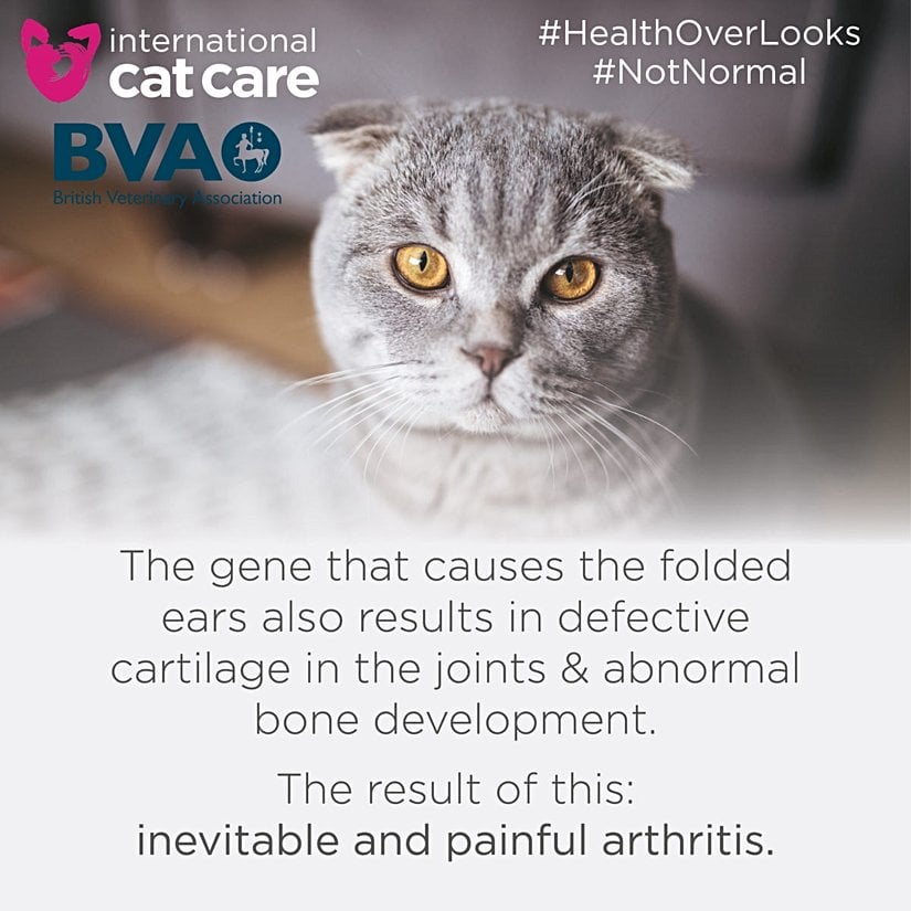 "Kıvrık kulaklara neden olan gen aynı zamanda eklemlerdeki kıkırdakların ve kemik gelişiminin bozulmasına da neden oluyor. Sonucu: Kaçınılmaz ve ağrılı artrit (eklem iltihabı, kireçlenme)"; iCatCare; İngiliz Veterinerler Birliği (BVA)