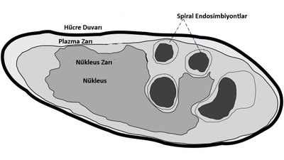 Prokaryot mu, Ökaryot mu? Derin Denizlerde Prokaryotlar ile Ökaryotlar Arasında Geçiş Türü Olan Bir Mikroorganizma Keşfedildi!