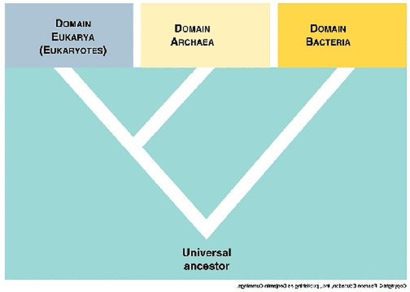 Bakteriler, Arkeler ve Ökarya Arasındaki Bağ ve Ortak Ata