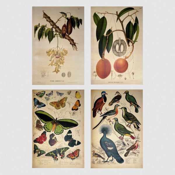 Natüralis Poster Serisi - 1