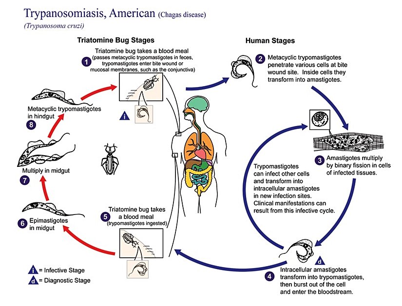 Trypanosoma cruzi'nin yaşam döngüsü