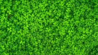 Día de San Patricio: ¿Por qué se celebra el 17 de marzo?