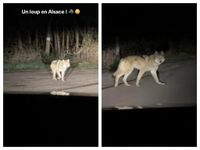 VIDEO. Un loup a-t-il été aperçu en Alsace, comme on peut le lire sur les réseaux sociaux ?