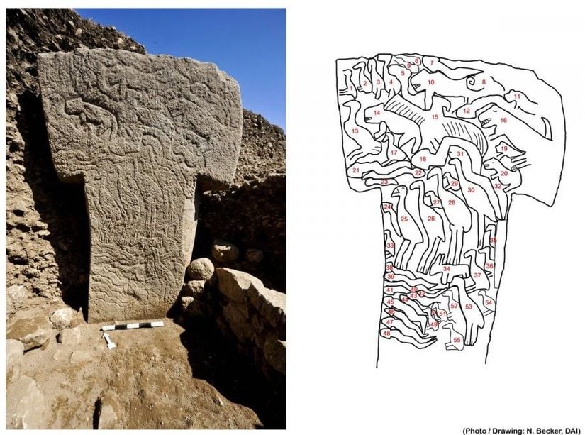 Dünya'nın en eski tapınağı unvanını elinde bulunduran Göbeklitepe, insanlık tarihi açısından oldukça önemli bir bölge olma özelliğini koruyor. Urfa yakınlarında bulunan Göbeklitepe, T şeklindeki, muhtemel insan tasviri olan sütunlarıyla dikkat çekiyor. Gökbelitepe konusu oldukça uzun ama bizim bu görseldeki konumuz P56 ismi verilen T şeklindeki sütun. N. Becker ve arkadaşları bu görselde 55 adet hayvan figüru saymışlar.