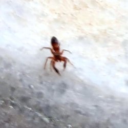 Bu karınca türünün adını bilen var mı?