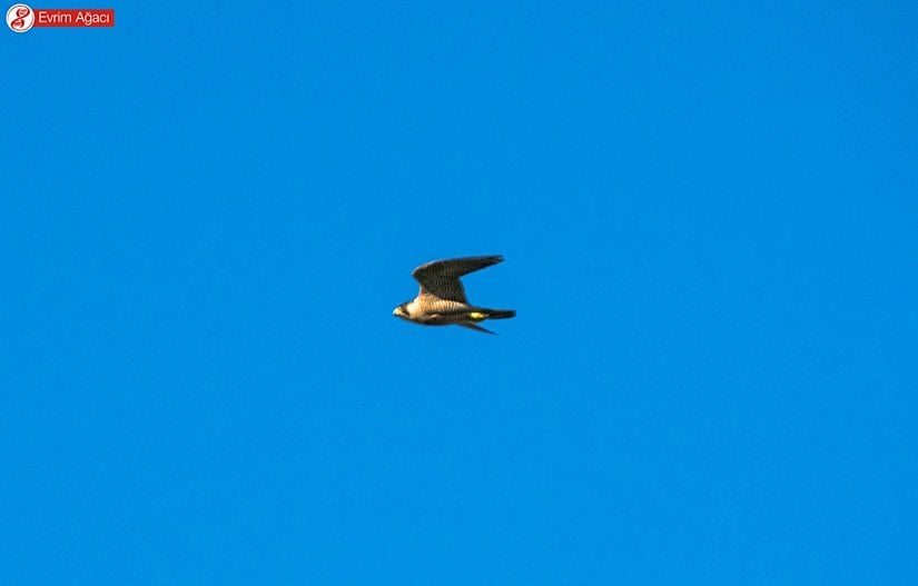 Avlanmak için hızlanıp, dalışa geçerken, Filyos/Zonguldak.