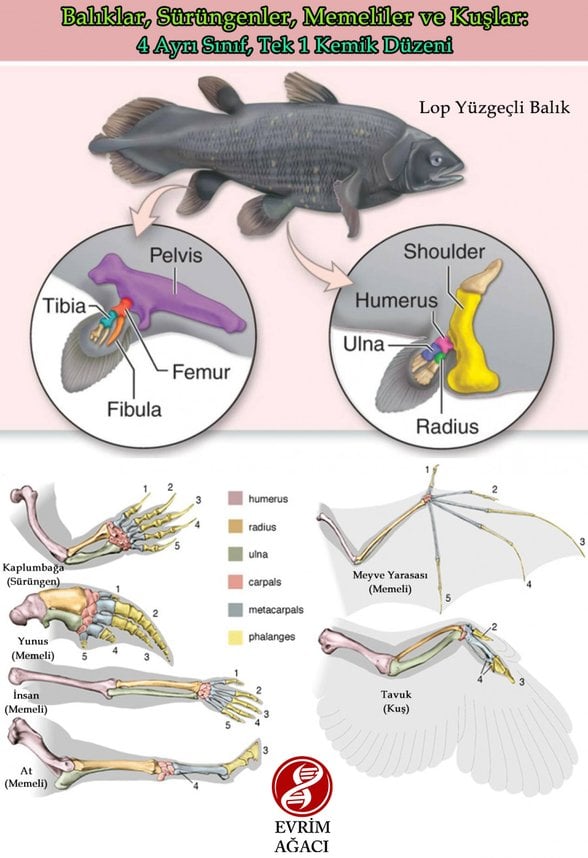 Kollarda Bulunan Ortak Kemik Yapıları