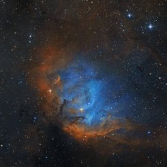  The Tulip in the Swan 