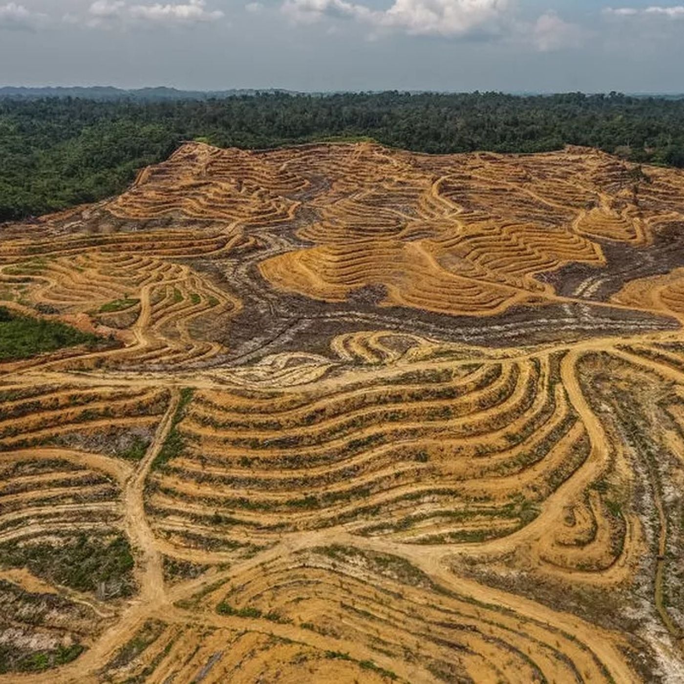 Son 50 Yılda, Biyoçeşitliliğin %68'ini Yok Ettik!