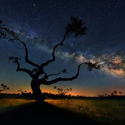  The Galaxy Tree 