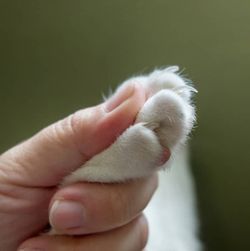 kedimin tırnakları ile oynarken aklıma hep şu soru gelir: Kedilerin tırnakları kendi kontrolleri altında mıdır, yoksa refleks mi edinmişler?
