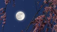 Vollmond am 13. April: 3 Sternzeichen sollten den Neustart in der Liebe wagen