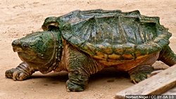 Modern Türleşme: Timsah Sırtlı Kaplumbağalar Yakın Zamanda 3 Türe Ayrıldı!