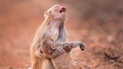 İnsan-Harici Hayvanlarda Ölüme Verilen Tepkiler: Hayvanlar Yas Tutar mı? Keder Hisseder mi?