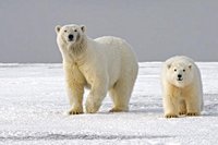 NASA, the UN, and WMO Break Down the Science: What Exactly Is Climate Change?