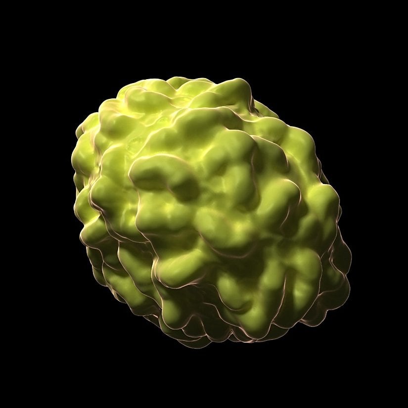 Çiçek Hastalığı Virüsü