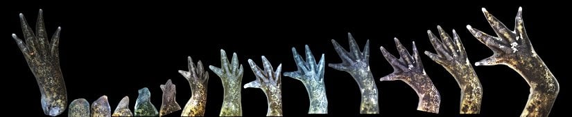 Bir aksolot semenderi bacağının yeniden oluşma ve büyüme aşamaları. Sağlam uzuv en solda, uzuv kesildikten sonra birkaç ay içinde kendini yenileyebiliyor.