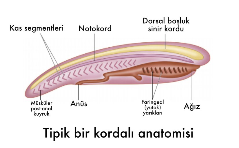 Tipik bir kordalı anatomisi.