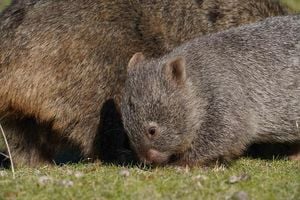 U.S. Influencer Apologizes After Baby Wombat Controversy