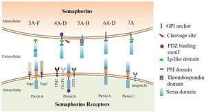 Semaphorin 3F: A New Hope Against Breast Cancer Metastasis