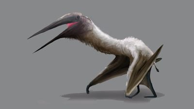 Yeni Bir Devasa Pterosaur Türü Tanımlandı!