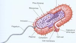 Arkeler (Archaea)