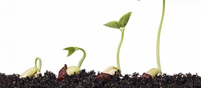 Tohum Şirketleri, Genetiği Değiştirilmiş Ekin ve Tohum Araştırmalarına Müdahale Edebilir mi?