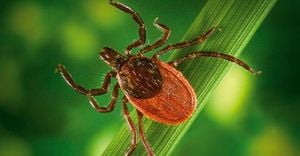 Research Reveals Ticks Prefer Blood Group A In Groundbreaking Study