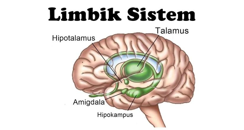 Limbik Sistem.