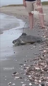 Video Sea turtles return to ocean after 8 months of rehabilitation in Massachusetts - KVNU - News for Northern Utah and Southern Idaho