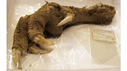 Harika Bir Şekilde Korunmuş Moa Ayağı Fosili...