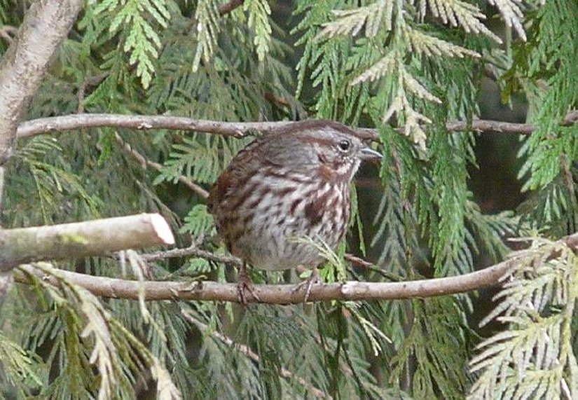 Ötücü Serçe (2010 Nature Education)