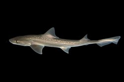 Köpekbalıkları Sessiz Değil: Bilim İnsanları İlk Kez Ses Çıkardıklarını Keşfetti!