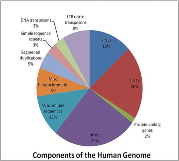 Figür 1: DNA transpozonları, LTR retrotranspozonları, SINE'ler ve LINE'ler insan genomunun çoğunluğunu oluşturmaktadır