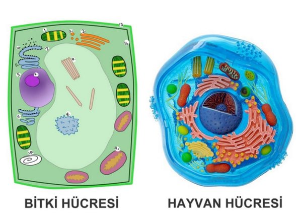 bitki ve hayvan hücresi karşılaştırması.