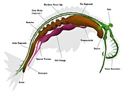 Anormalocaris canadensis'in dolaşım sistemi nasıldı ve bilinç yapısı hakkında fikrimiz olabilir mi ?