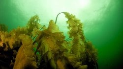 Isınma, Maine Kıyılarındaki Ekolojik Durum Değişimini ve Kelp Ormanlarının Kaybını Hızlandırıyor!