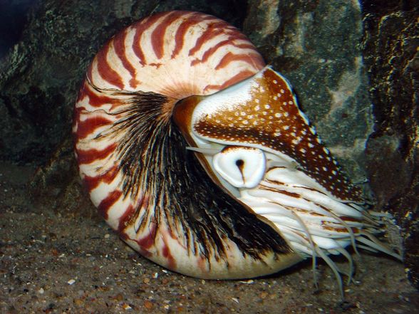 Nautiloid.