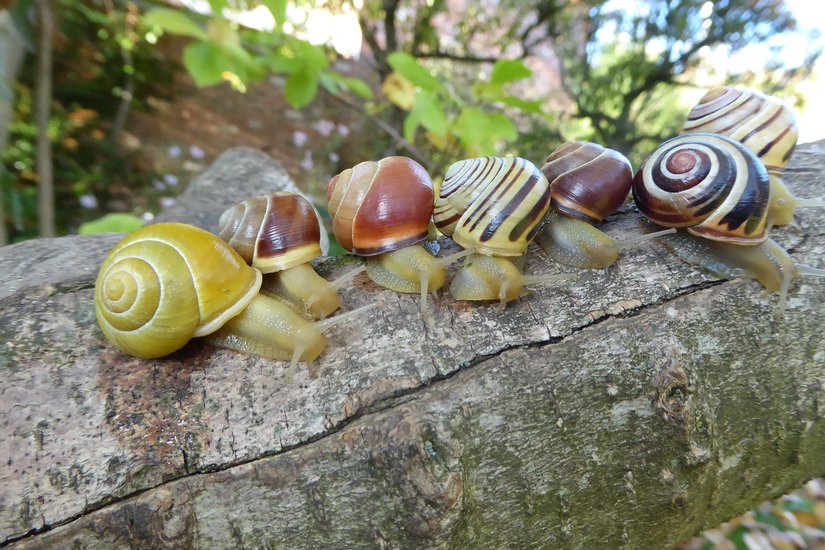 Cepaea nemoralis species. Snails need to consume foods containing calcium for the healthy development of their shells.