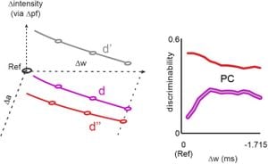 New Research Defines Minimum Duration For Pulse To Vibration Sensation