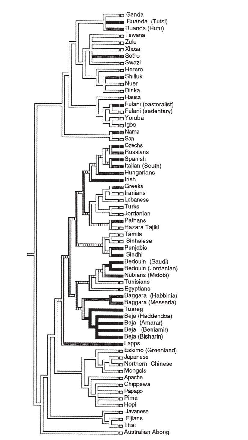Laktoz toleransını gösteren bu filogenetik ağaçta siyahlar %0-30 laktoz intoleransına, gölgeli çizilenler %30-70 laktoz intoleransına, beyazlarsa %70'ten fazla laktoz intoleransına sahip popülasyonları göstermektedir. Günümüzde Türkler bu beyaz gruptadır.