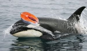 Orcas Are Back To Wearing Salmon Hats