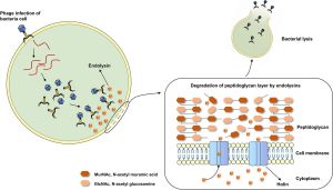 Novel Phage Therapy With Aloe Vera Targets Resistant Skin Bacteria